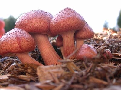 Gymnopilus luteofolius