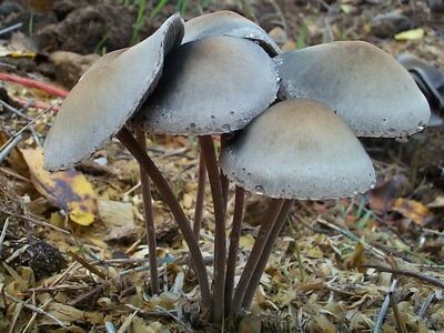 蓝褐斑褶菇