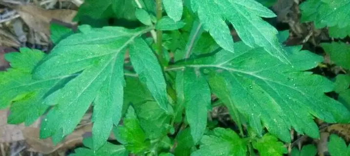传统上被女巫用于各种目的,北艾有时被视为能赋予魔法或通灵力量的神圣草药